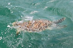 Ba Ria-Vung Tau: Rare sea turtle released back to wild