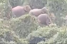 Wild elephants spotted at Quang Nam residential area