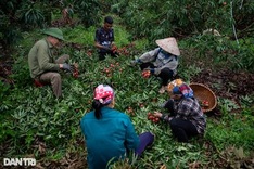 Vietnam's lychee hub busy in harvesting season