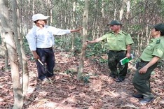 Gia Lai rapidly expands forest cover, helps improve livelihoods