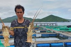 Khanh Hoa lobster farmers worry about unstable market