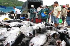 Vietnam's tuna exports to US increase
