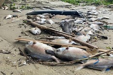 Quang Ngai households faces huge losses due to mass fish deaths