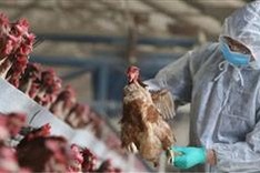 Vietnam detects first human case infected with avian influenza subtype H9