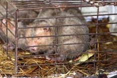 Wild animals die while waiting for investigations in Quang Tri