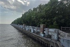 Ca Mau asks gov’t for $1.05 billion to urgently combat erosion