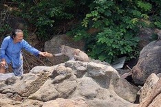 Rare Quang Nam monkey troop handed over to Gia Lai national park