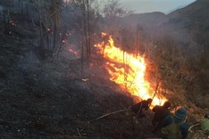 Forest fires kill 12 people since early last year