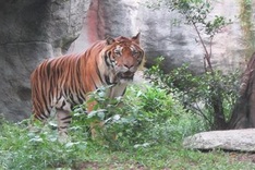 Experts point to tiger keeping failings