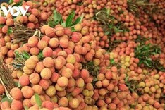 Japan permits Vietnamese agency to supervise lychee exports