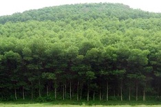 Germany funds forest biodiversity project in Thua Thien-Hue