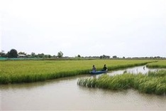 Mekong Delta expands environmentally-friendly shrimp-rice farms