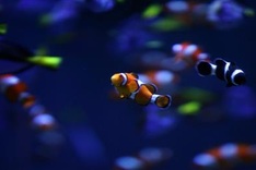 Light pollution puts Nemo's offspring at risk