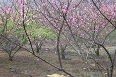 Home-grown peach flower trees to be labelled