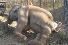 Dak Lak elephant dies
