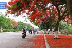Hải Phòng's Flamboyant Festival to draw tourists