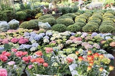 Northern flower village gears up for Tet