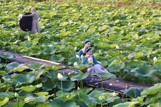 Hanoi lotus ponds enchant visitors