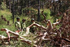 Deforestation continues to rage in Vietnam