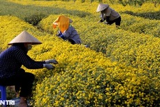 Blooming daisy season on Hung Yen