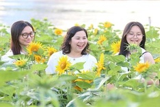 Sunflower field by Saigon River attract visitors