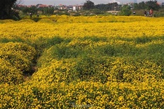 Daisy harvest season in Hung Yen