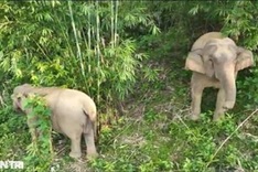 Two wild elephants reappear near Nghe An residential area