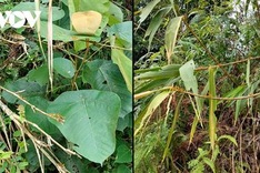 Yellow-spined bamboo locusts ravage crops in Cao Bang