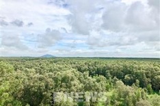 Forest environmental services to bring about 2.8 trillion VND in 2021