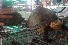 Wild turtles under threat of extinction
