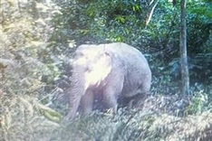 Nghe An reviews elephant conservation work