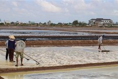 Bac Lieu to host first salt festival