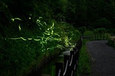 With festival cancelled by virus, Japan fireflies dance alone