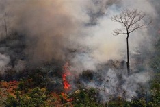 Brazil's Bolsonaro authorizes army to help fight Amazon fires
