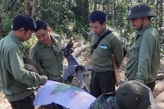 Forest rangers quit jobs in Central Highlands