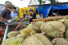 Durian exports to China surge