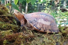 Two rare turtles from Vietnam National Museum of Nature stolen