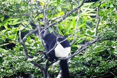 Ha Nam Delacour's langur threatened by stone exploitation