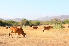 Binh Thuan struggles to deal with early drought