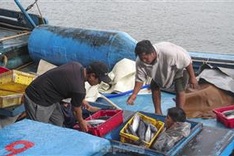 Binh Dinh fishermen enjoy good catches