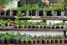 HCM City woman’s free young plant market