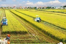 New mindset for Vietnam’s agriculture economy