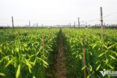 Hanoians earn big in Lily flower season