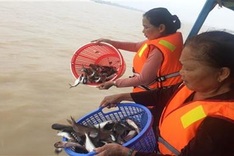 An Giang: 15 tonnes of fish released to protect biodiversity