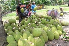 Vietnamese farm produce seek to conquer Netherlands, Northern Europe