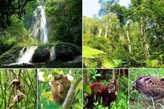 Webinar discusses ways to contain wildlife trafficking and consumption