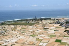 Quang Ngai’s district vows to protect garlic reputation