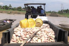 Pollution blamed for mass fish deaths on Dong Nai River