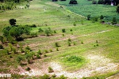 Gia Lai sees ineffective afforestation