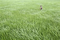Rice paddy fields in Hanoi’s outskirts